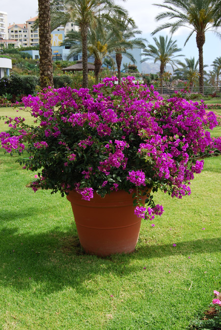 » Kübelpflanzen für die Terrasse - Gartengestaltung, Gartenbau